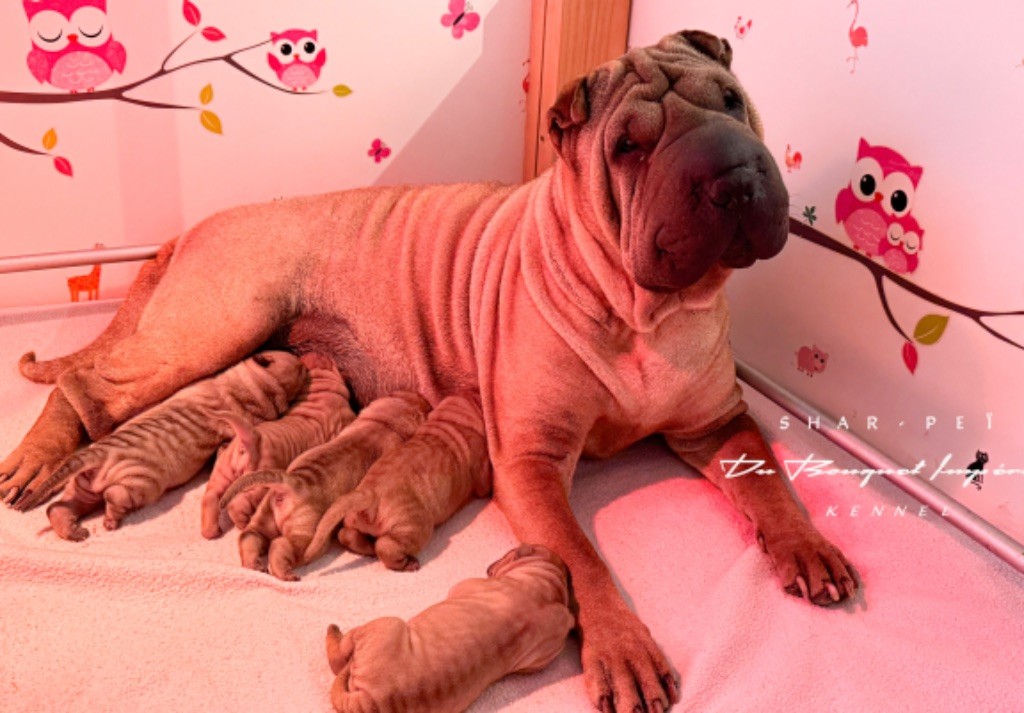 Du Bouquet Imperial - Chiot disponible  - Shar Pei